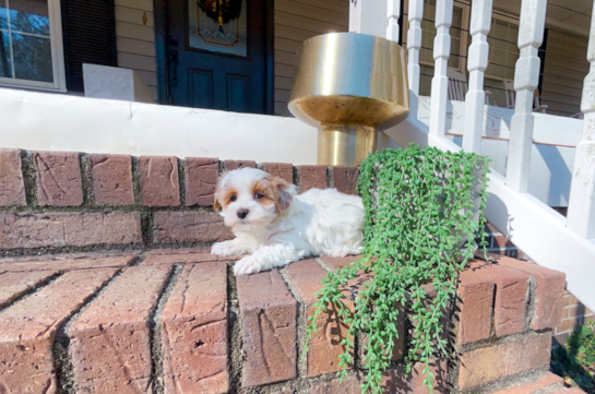 Maltipoo Puppy for Adoption