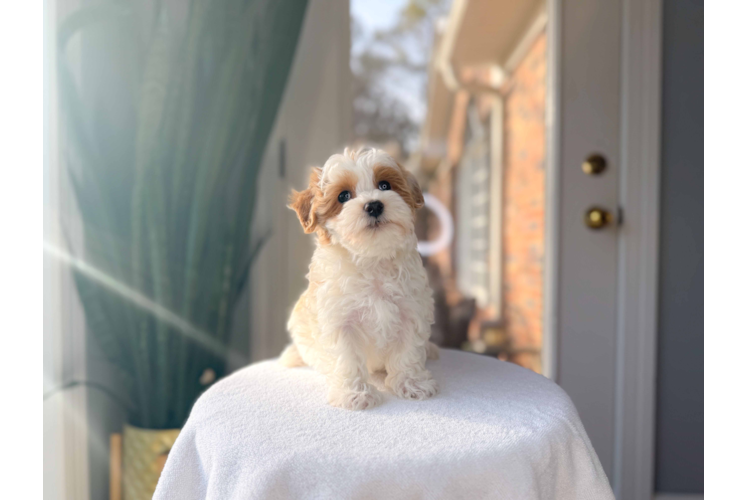 Cute Maltipoo Poodle Mix Pup