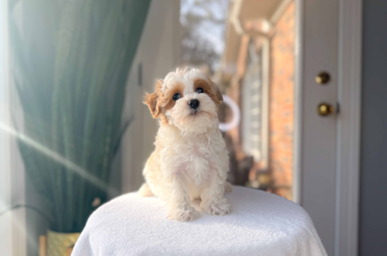 Cute Maltipoo Poodle Mix Pup