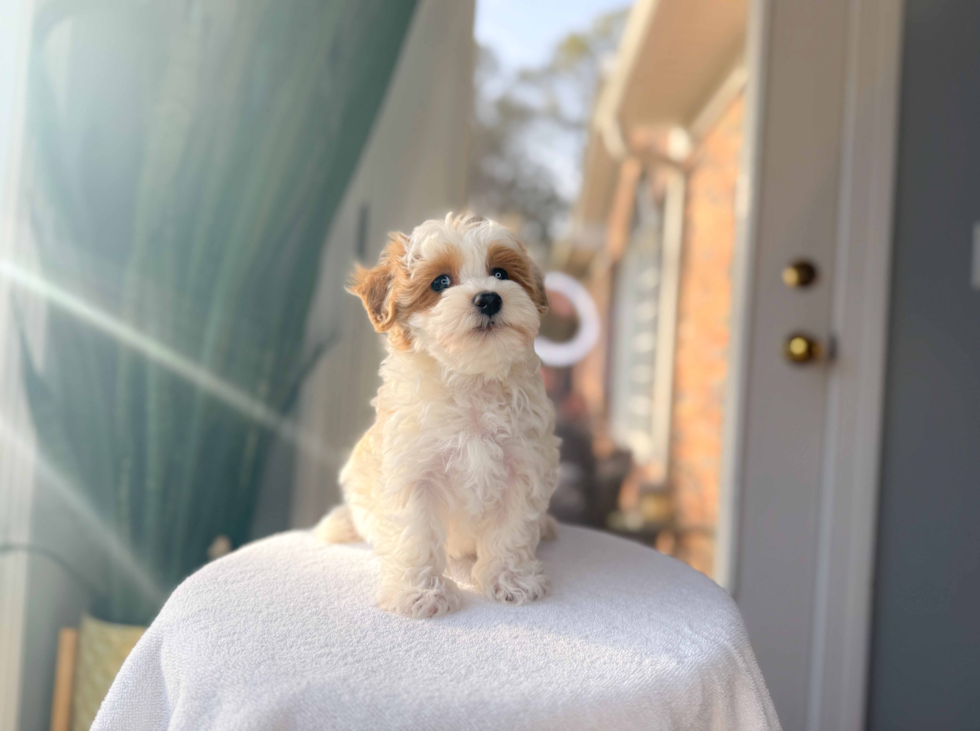 Maltipoo Pup Being Cute