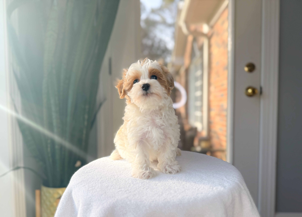 Maltipoo Puppy for Adoption