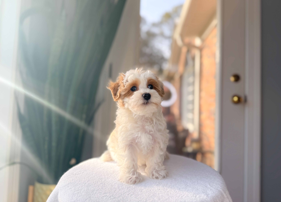 Maltipoo Pup Being Cute