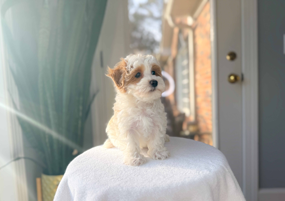 Cute Maltipoo Poodle Mix Pup