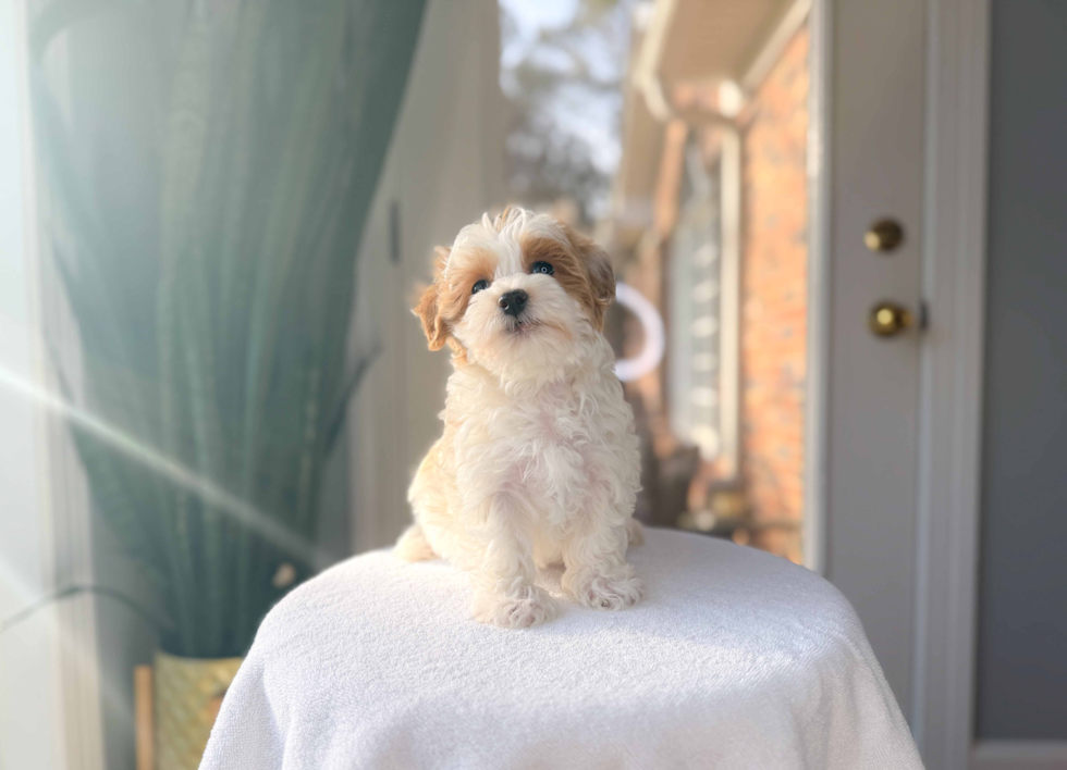 Cute Maltipoo Poodle Mix Pup
