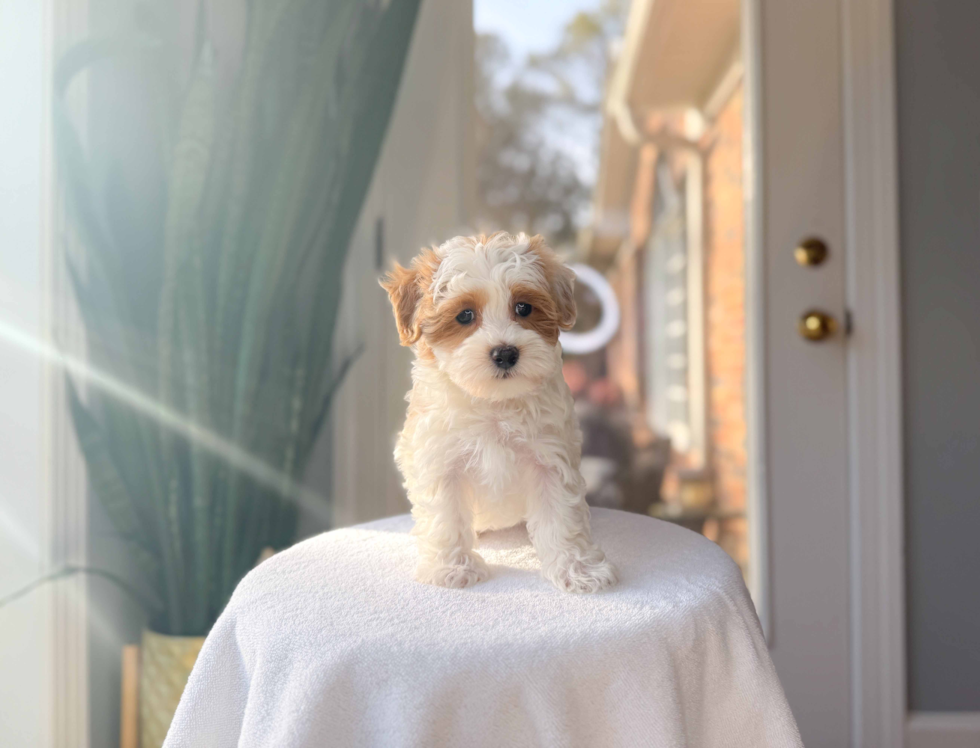 Cute Maltipoo Poodle Mix Pup