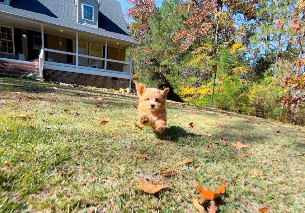 Cute Maltipoo Poodle Mix Pup