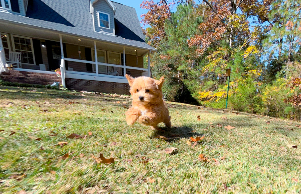Cute Malt a Poo Poodle Mix Puppy
