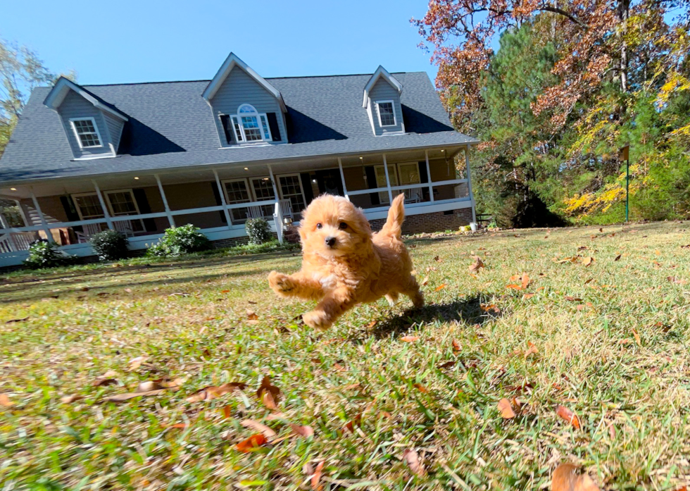 Cute Maltipoo Poodle Mix Pup