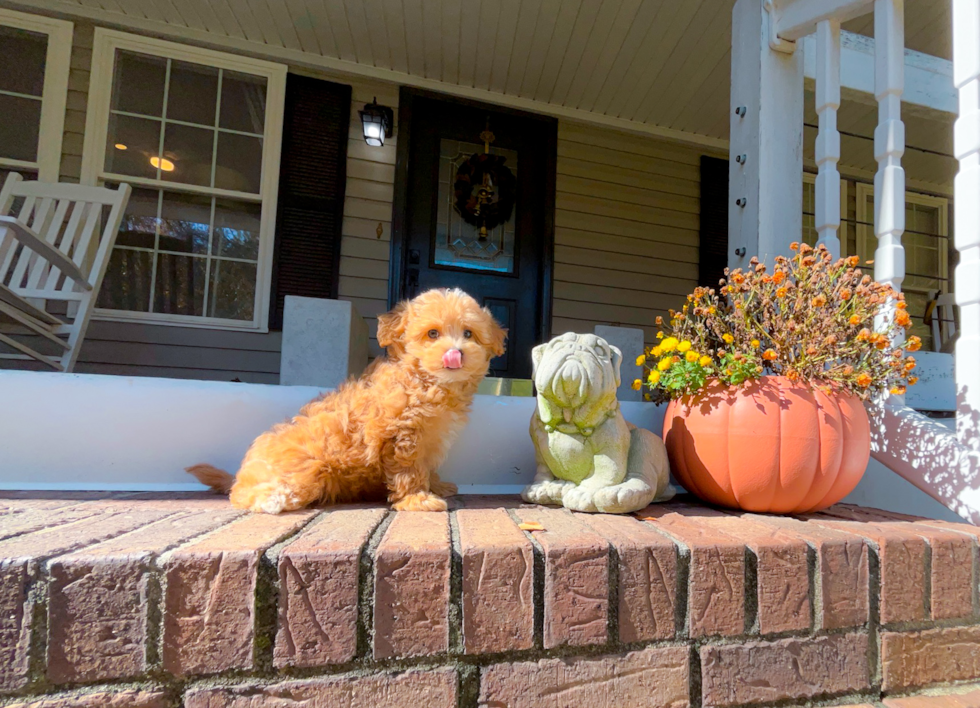 Maltipoo Puppy for Adoption