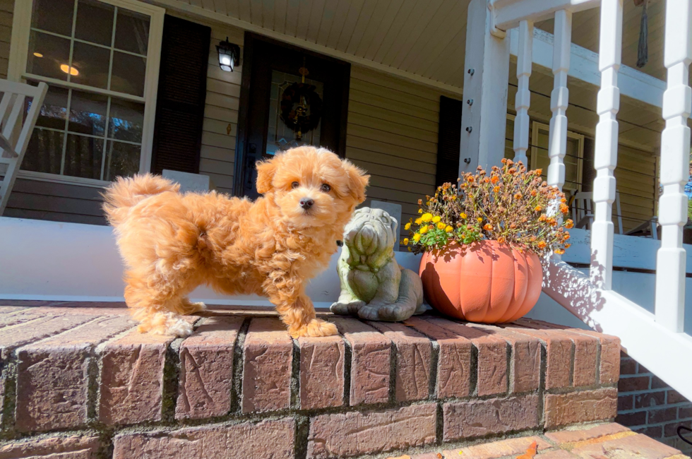 9 week old Maltipoo Puppy For Sale - Simply Southern Pups