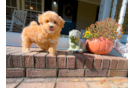Cute Maltipoo Poodle Mix Pup