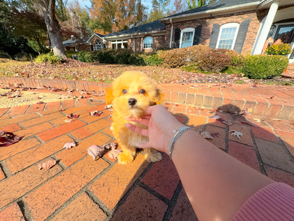 Maltipoo Pup Being Cute
