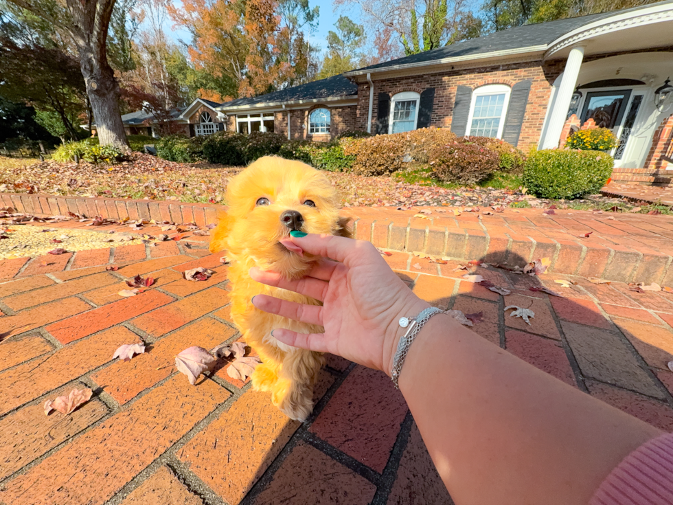 Maltipoo Puppy for Adoption