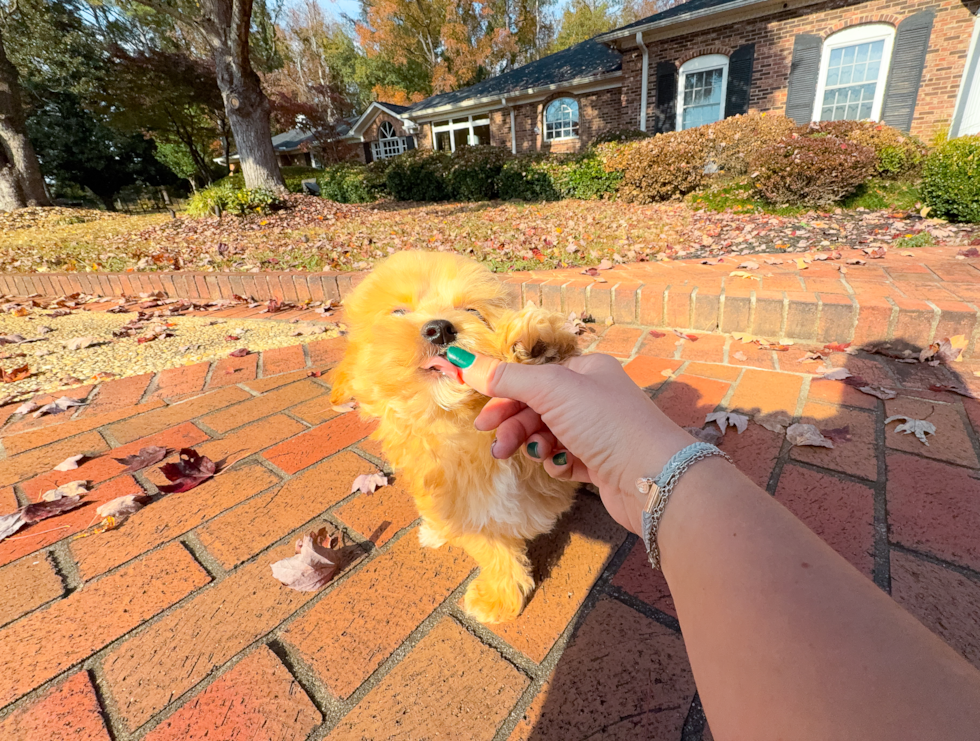Cute Maltipoo Poodle Mix Pup