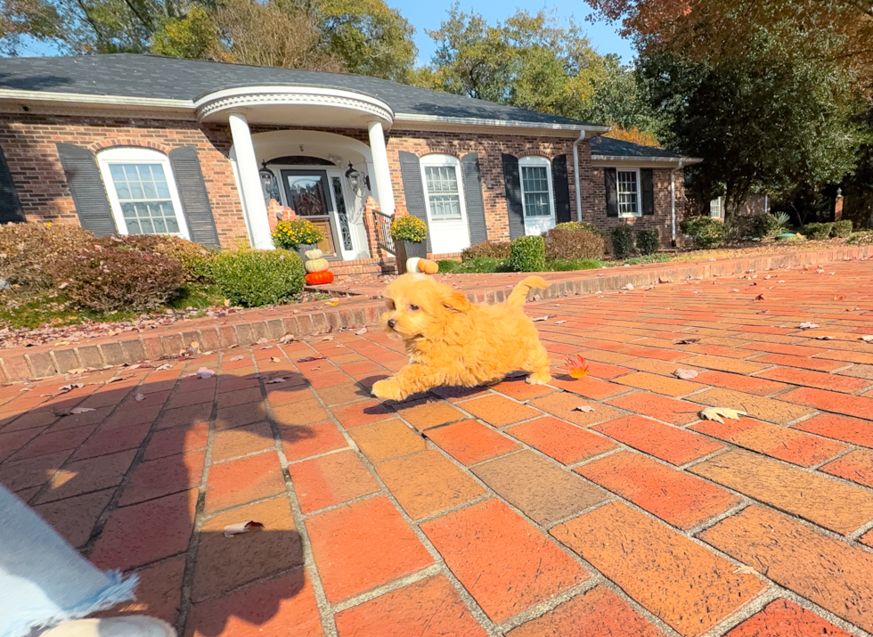 Cute Malt a Poo Poodle Mix Puppy