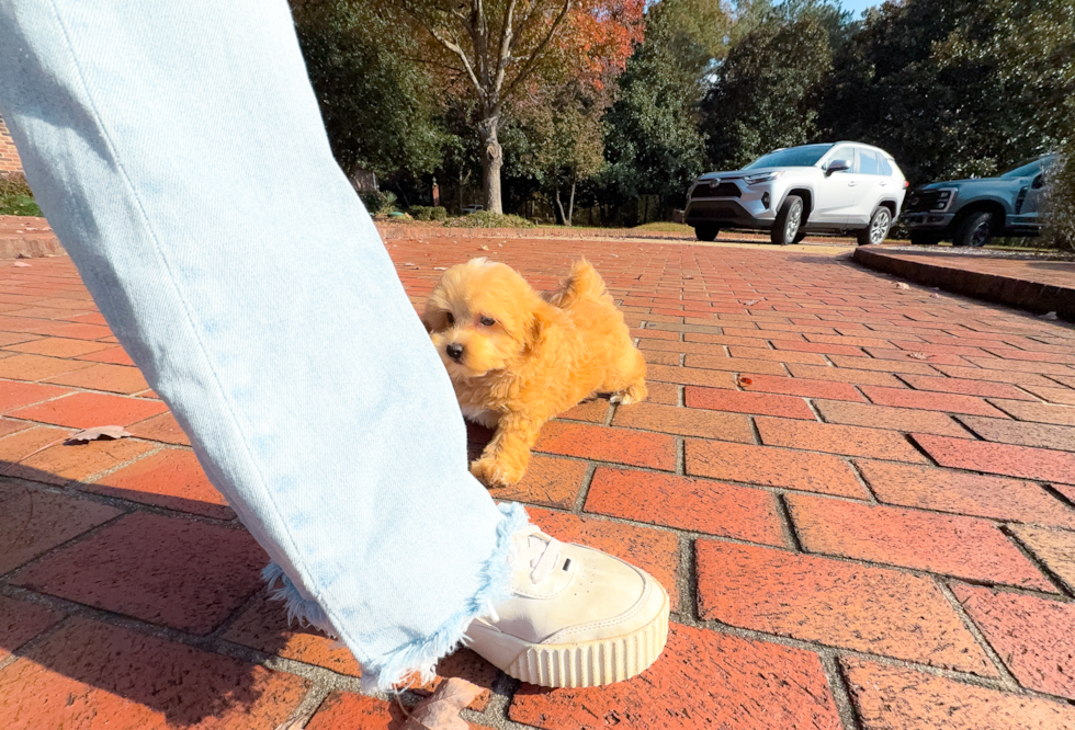 Maltipoo Pup Being Cute