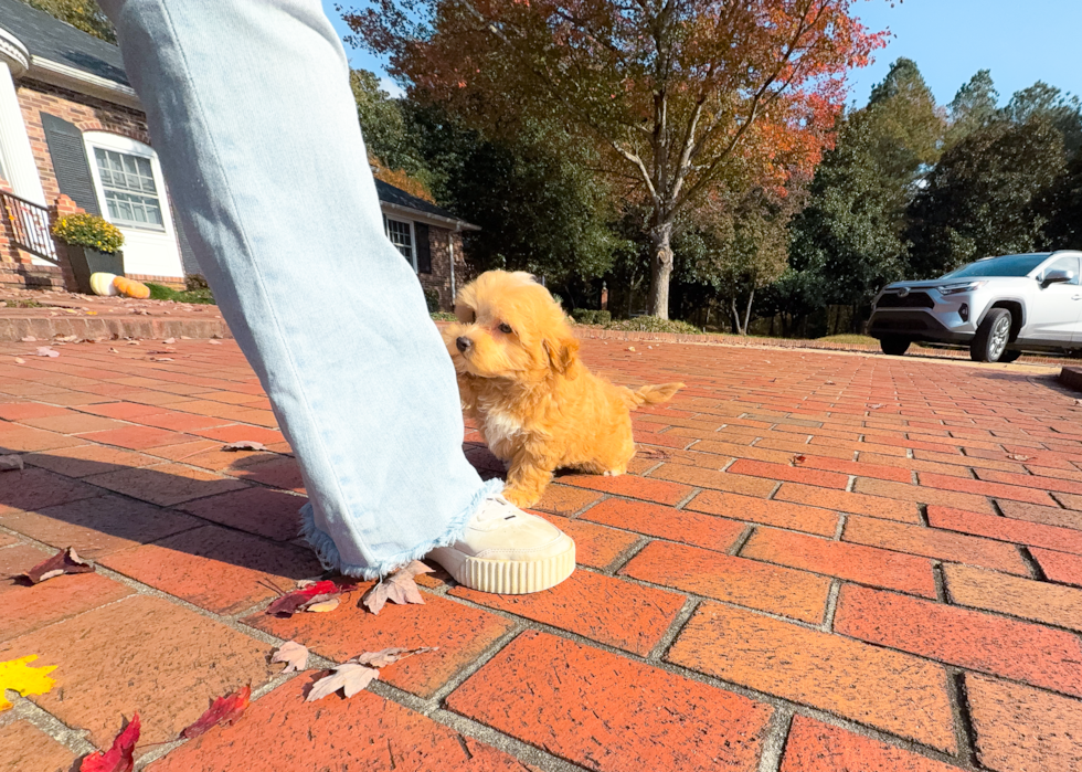 Maltipoo Puppy for Adoption
