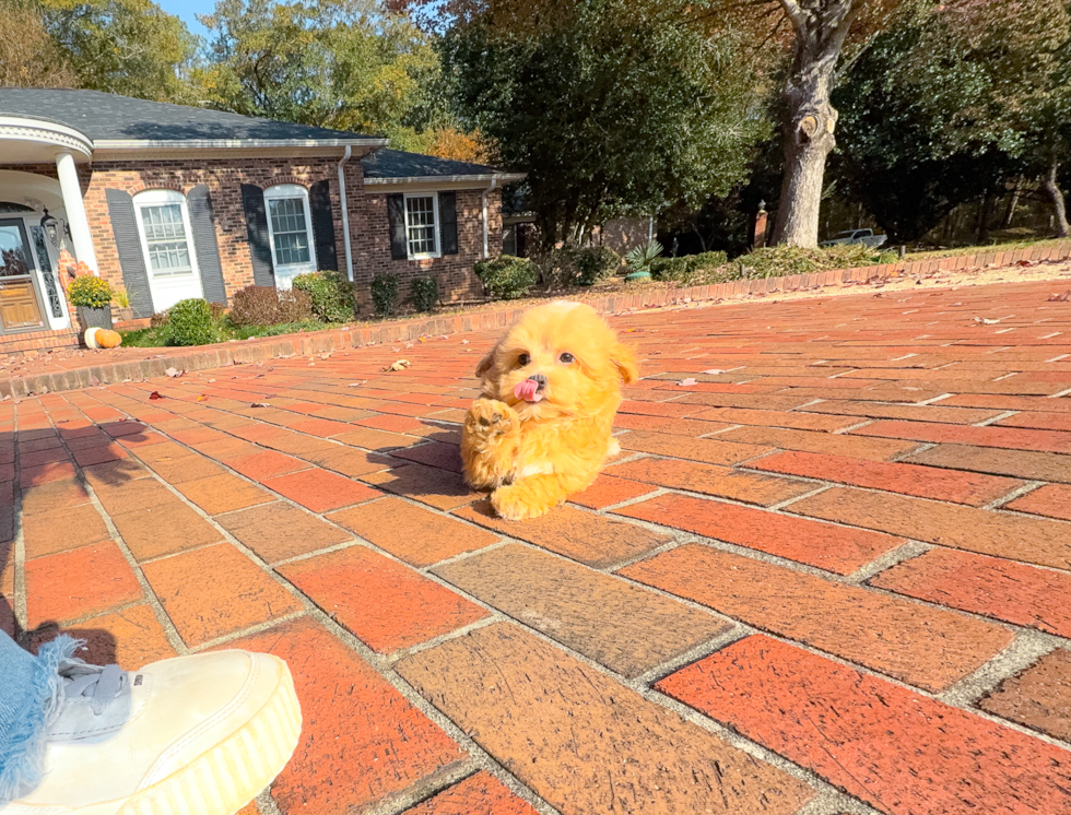 Cute Maltipoo Poodle Mix Pup