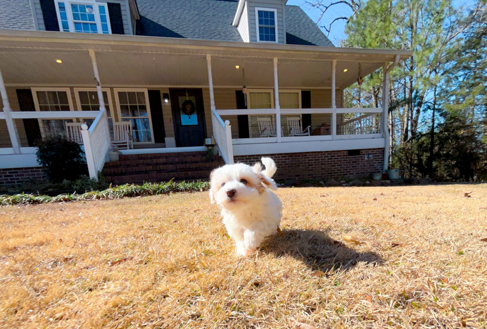 Maltipoo Pup Being Cute