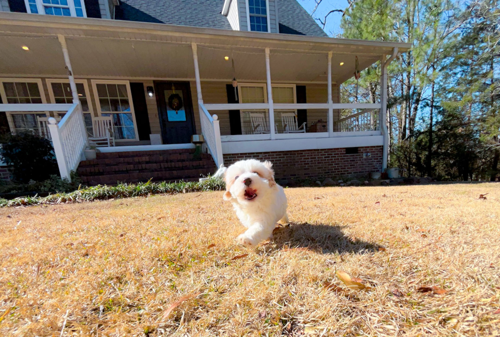 Cute Maltipoo Poodle Mix Pup