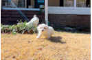 Maltipoo Puppy for Adoption