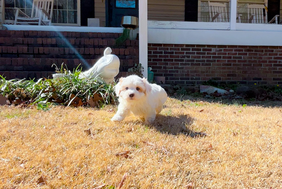 Maltipoo Puppy for Adoption