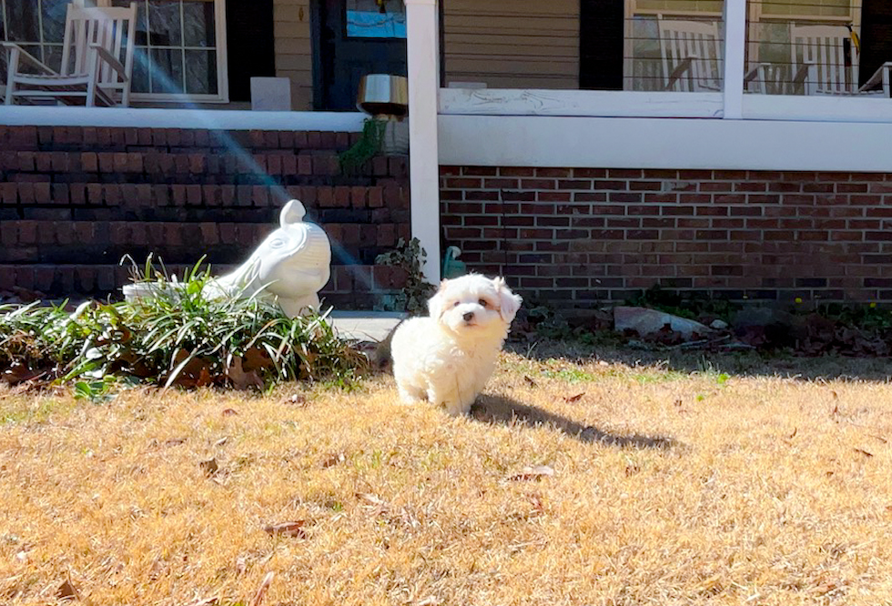 Cute Maltipoo Poodle Mix Pup