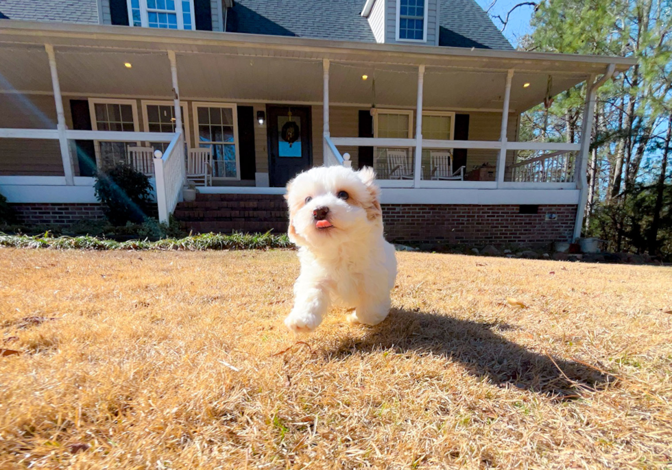 Maltipoo Pup Being Cute