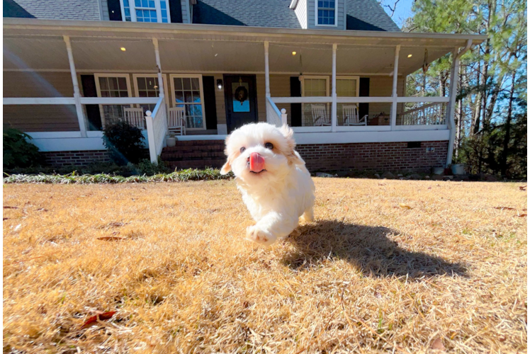 Maltipoo Puppy for Adoption