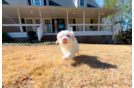 Maltipoo Puppy for Adoption