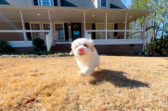 Maltipoo Puppy for Adoption