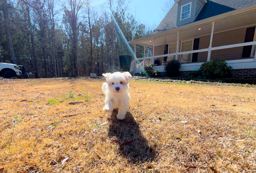 Cute Malt a Poo Poodle Mix Puppy