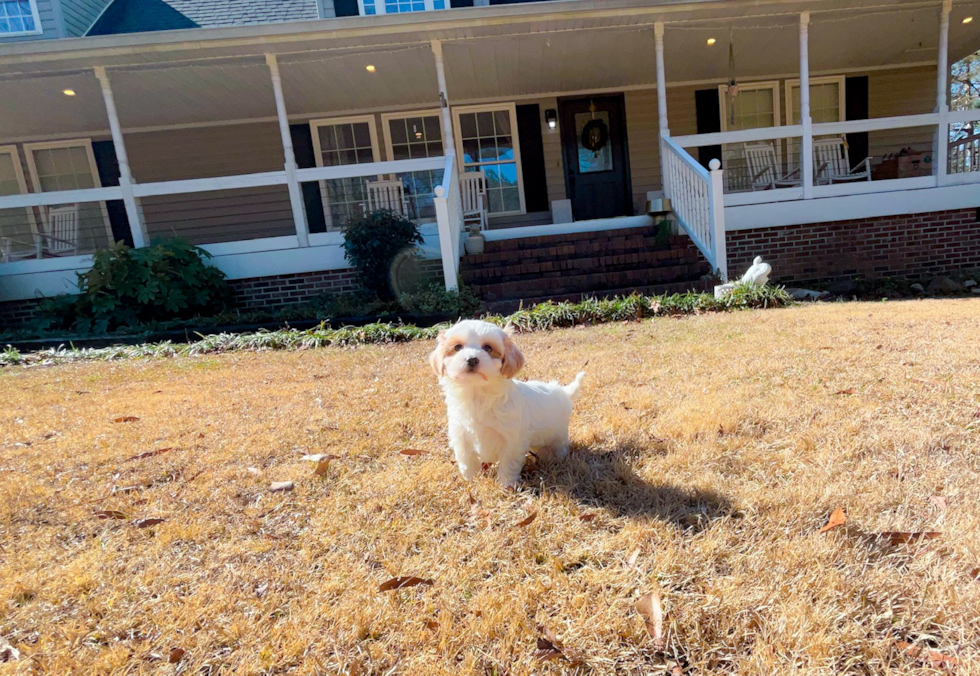 Cute Malt a Poo Poodle Mix Puppy