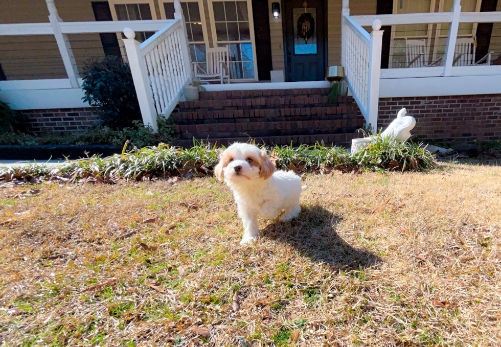 Cute Malt a Poo Poodle Mix Puppy