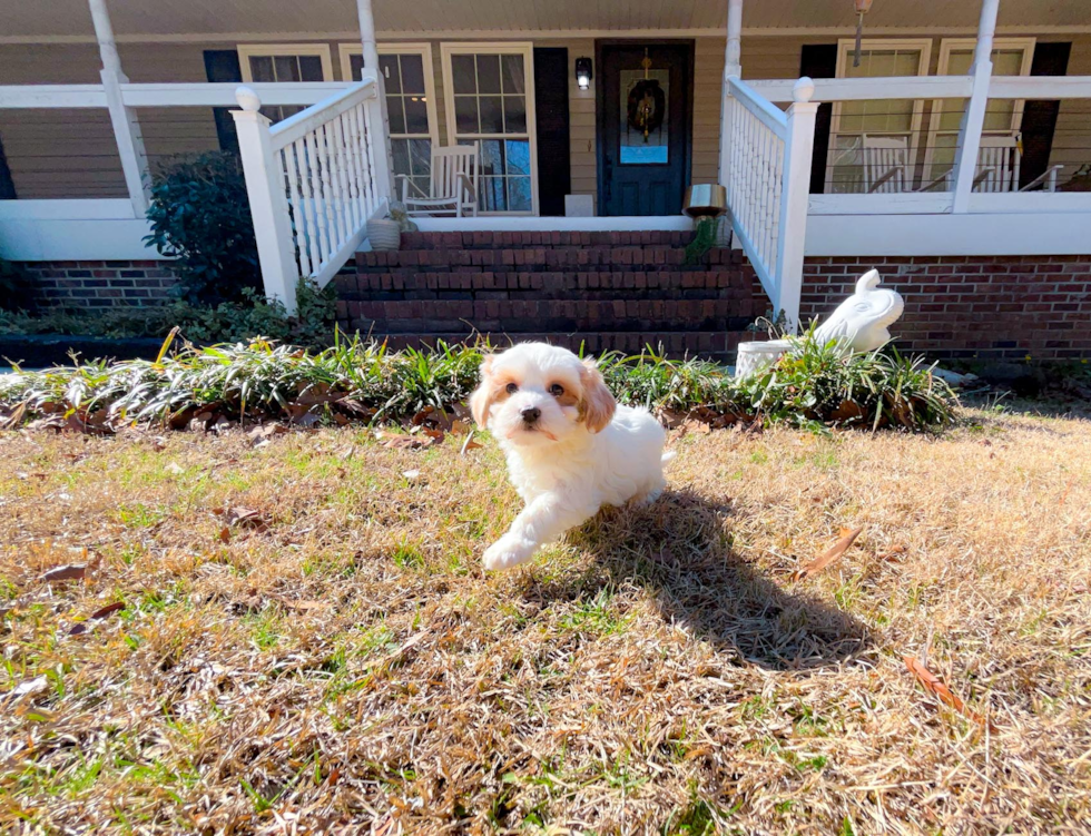 Cute Maltipoo Poodle Mix Pup