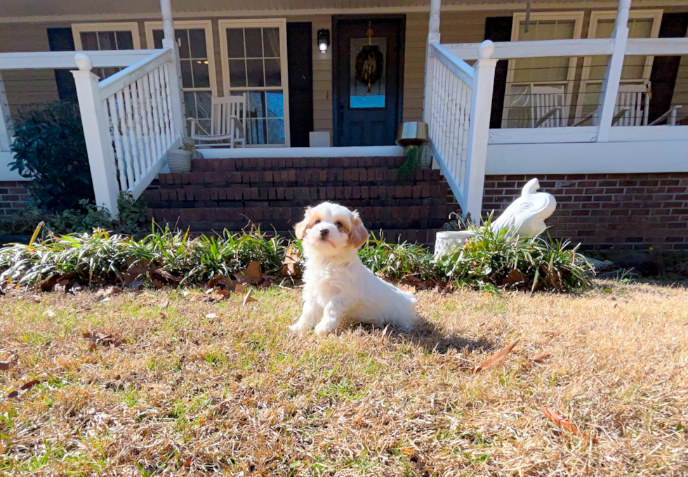 Cute Maltipoo Poodle Mix Pup