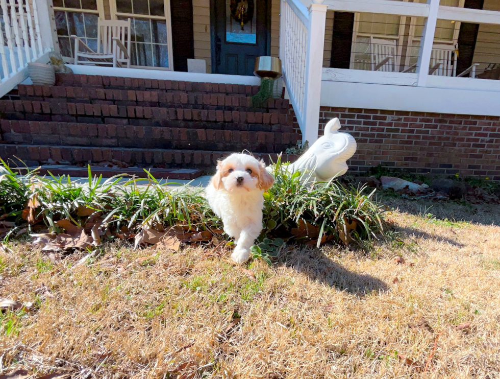 Maltipoo Pup Being Cute