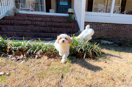 Maltipoo Pup Being Cute