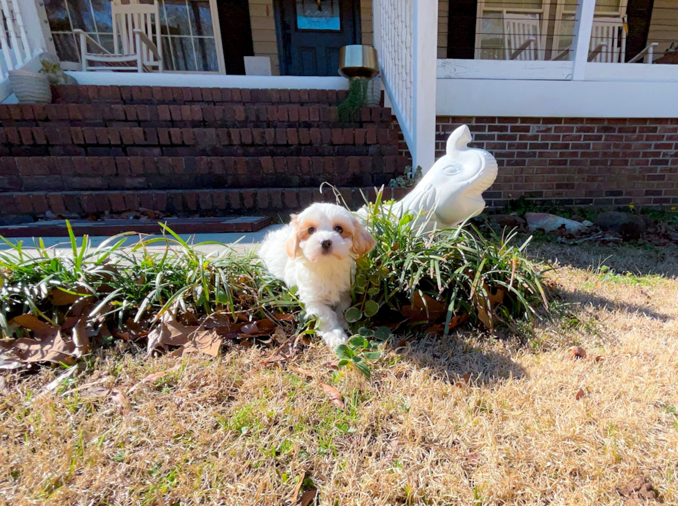 Cute Malt a Poo Poodle Mix Puppy