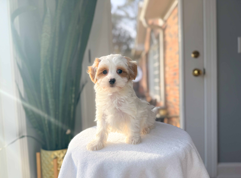Maltipoo Pup Being Cute