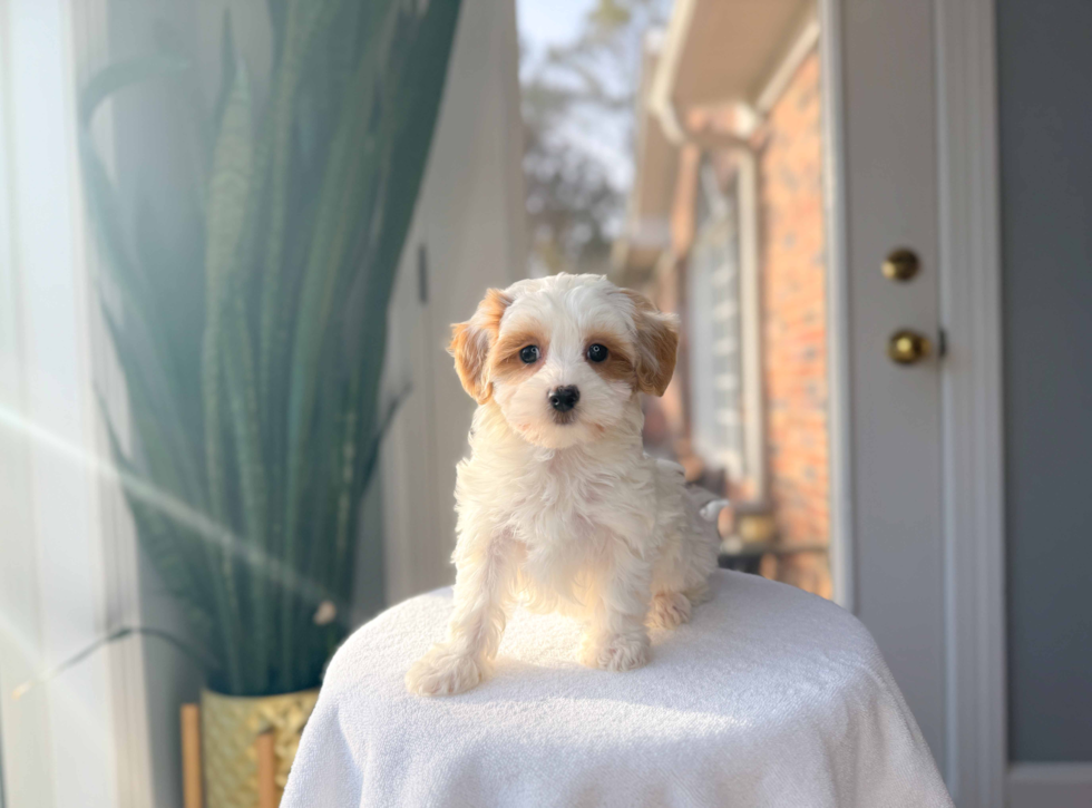 Maltipoo Puppy for Adoption