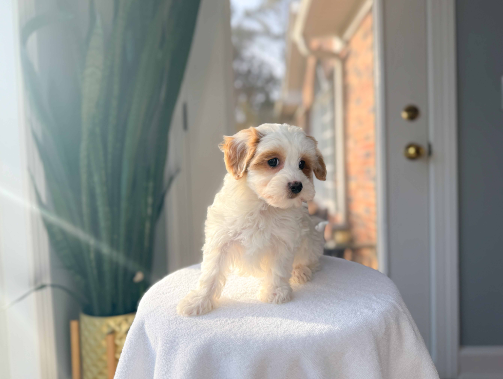 Cute Maltipoo Baby