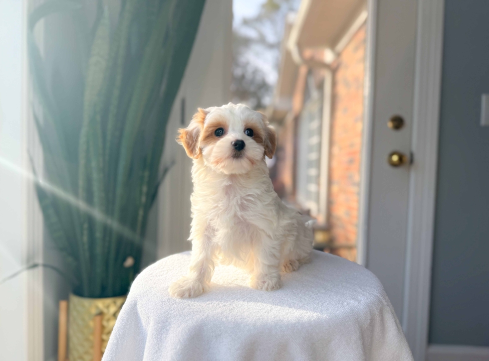Cute Maltipoo Poodle Mix Pup