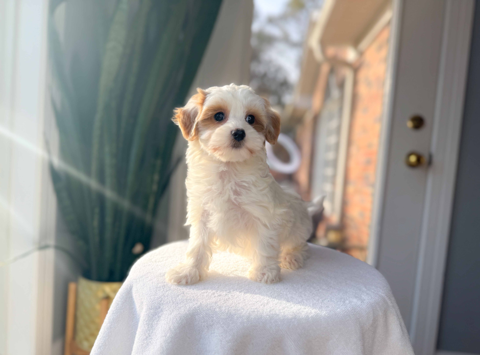 Cute Maltipoo Poodle Mix Pup