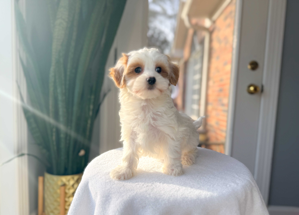 Cute Malt a Poo Poodle Mix Puppy