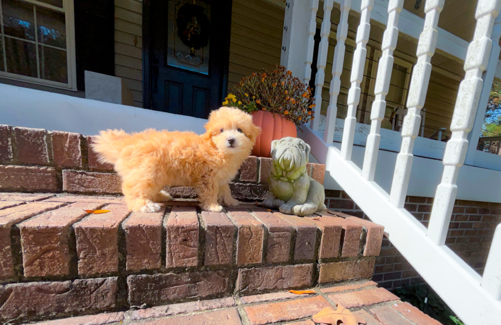Maltipoo Puppy for Adoption