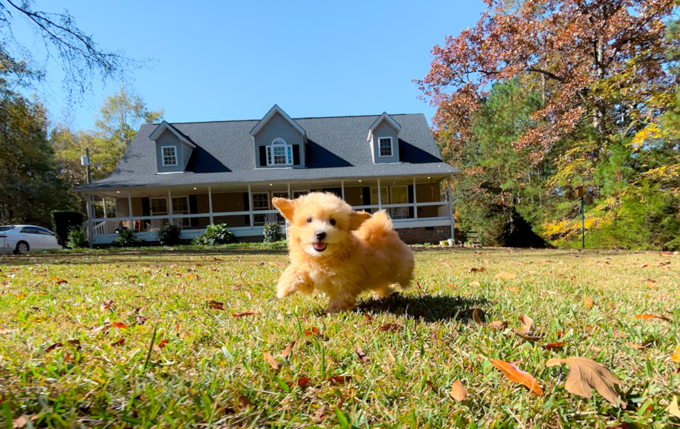 Maltipoo Pup Being Cute
