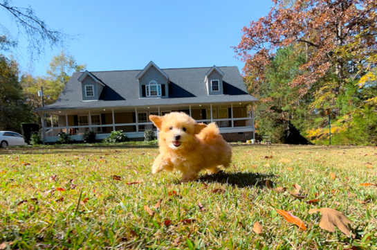 Maltipoo Pup Being Cute