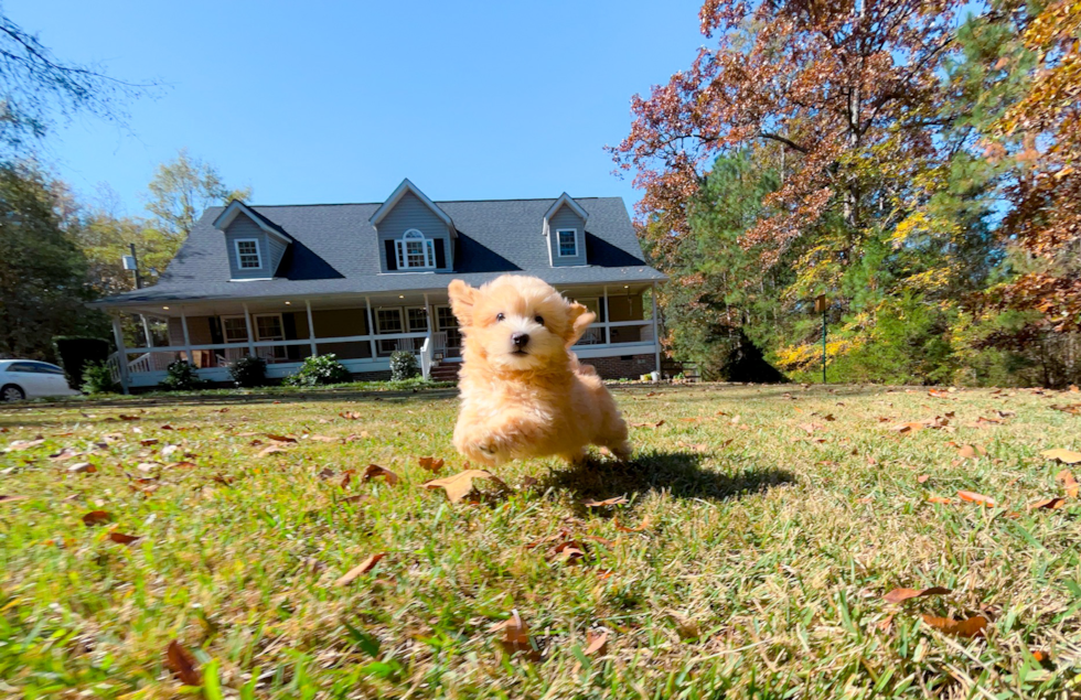 Cute Maltipoo Poodle Mix Pup