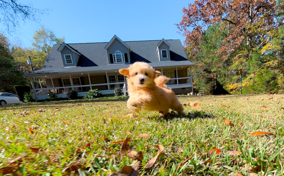 Cute Maltipoo Poodle Mix Pup